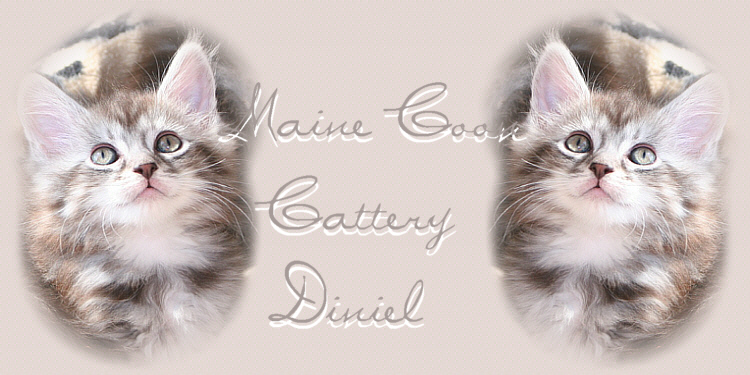 Maine Coon Cattery Diniel